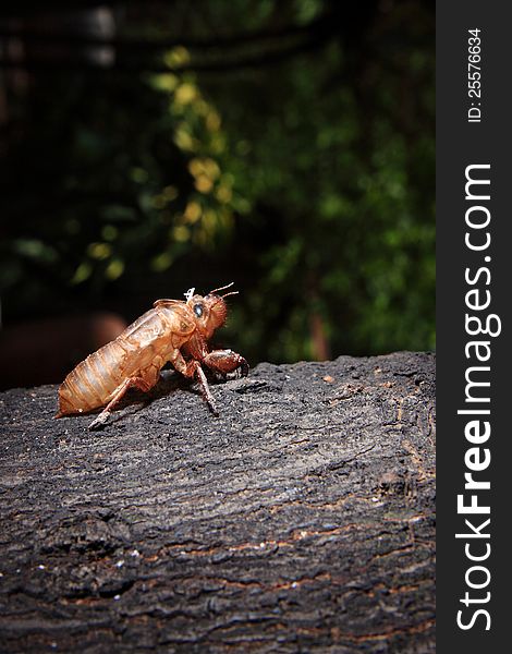 An empty pupae shell of an Asian cicada on the tree. An empty pupae shell of an Asian cicada on the tree