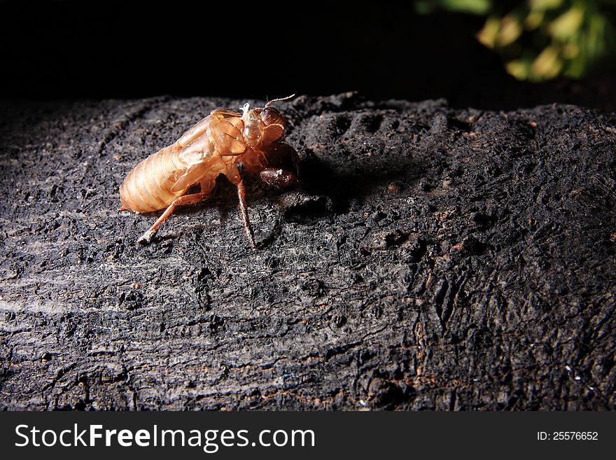 An empty pupae shell of an Asian cicada on the tree. An empty pupae shell of an Asian cicada on the tree
