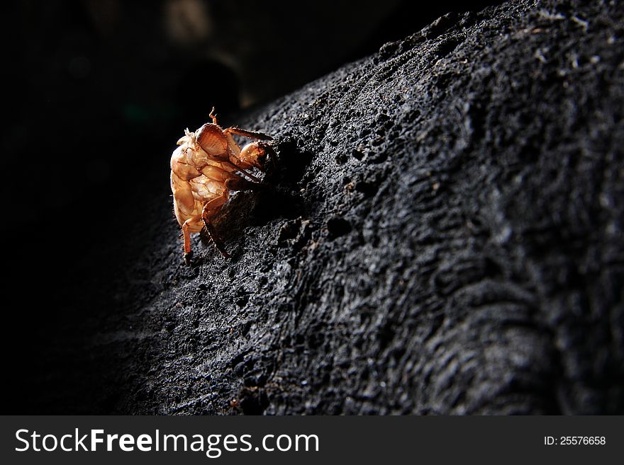 An empty pupae shell of an Asian cicada on the tree. An empty pupae shell of an Asian cicada on the tree
