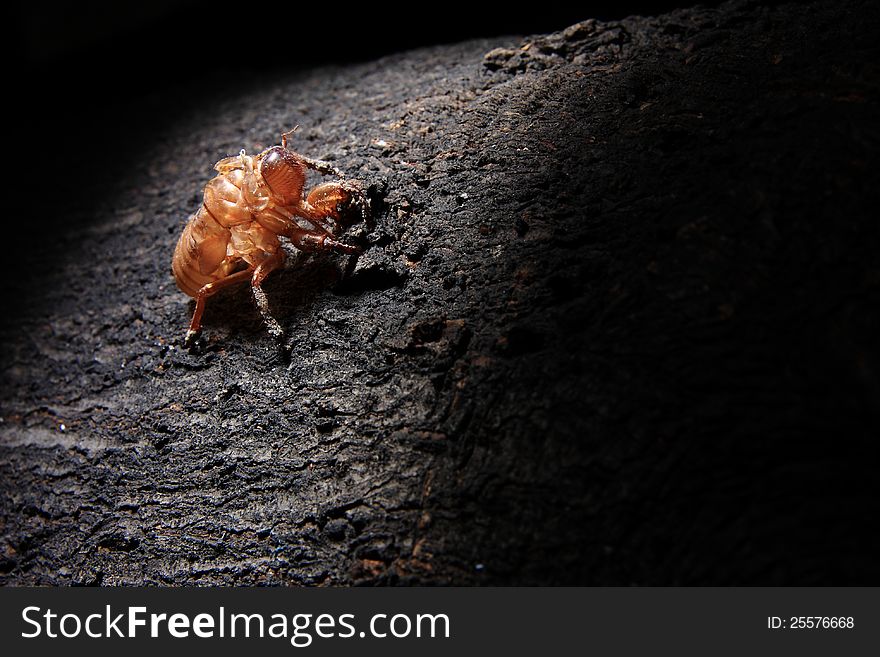 An empty pupae shell of an Asian cicada on the tree. An empty pupae shell of an Asian cicada on the tree