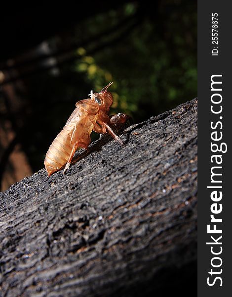 Exoskeleton Of A Cicada - Pomponia Imperatoria