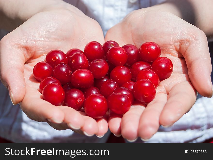 Ripe cherries showing on hands. Ripe cherries showing on hands
