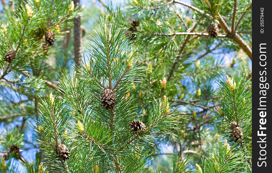 Pine branch with flowers and old cones