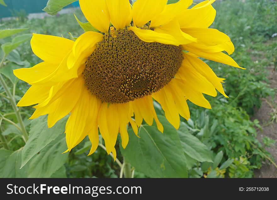 Sunflowers seed garden sun from Sakhalin