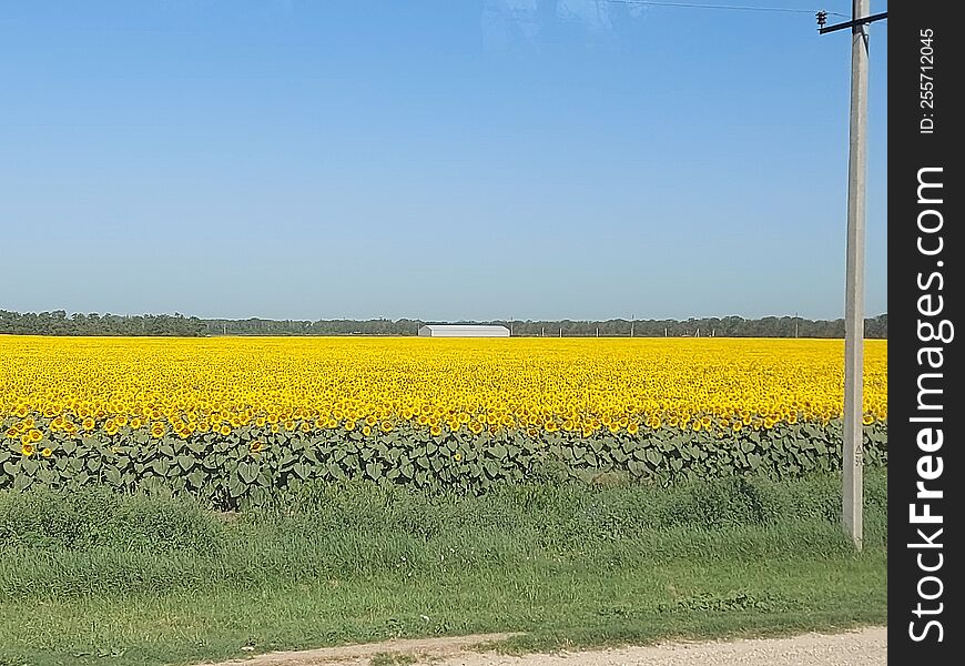 Yellow sunflowers from travel to Anapa