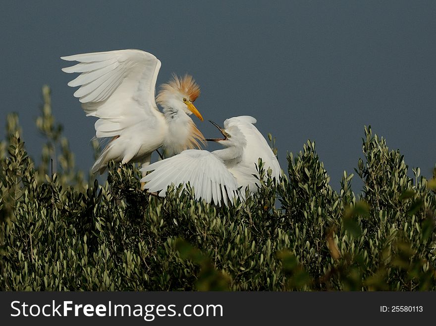 This big white birds are fighting in the trees to get the best place. They belongs to the herons. This big white birds are fighting in the trees to get the best place. They belongs to the herons.