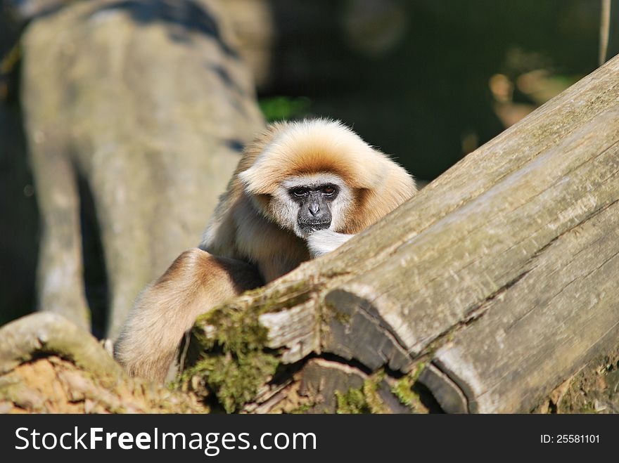 Lar gibbon (white-handed gibbon) looks