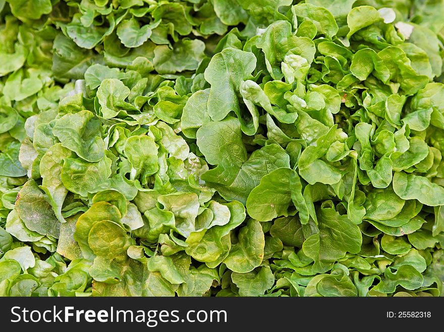 Close up shot of fresh green salad