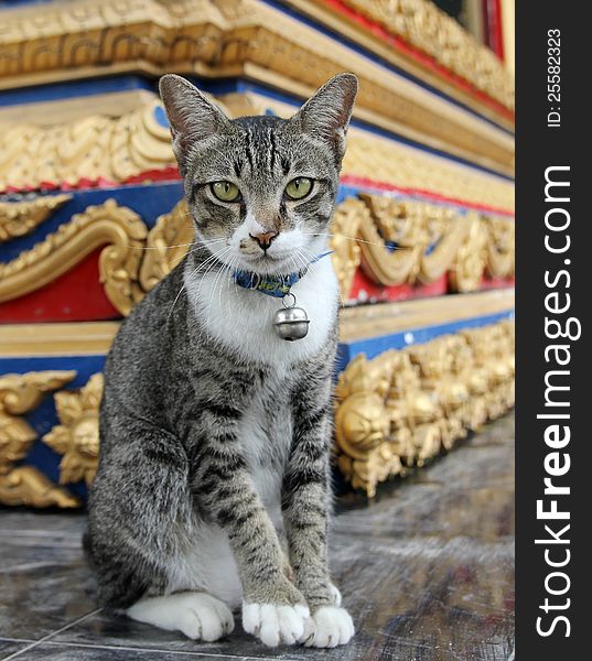 Brown cat standing on floor