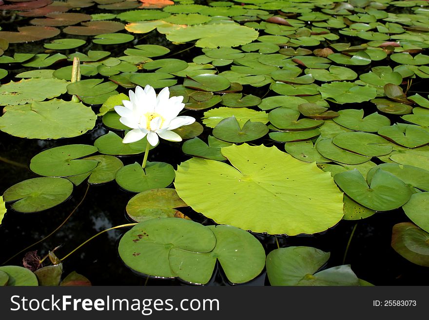 The Lotus flower and leaf