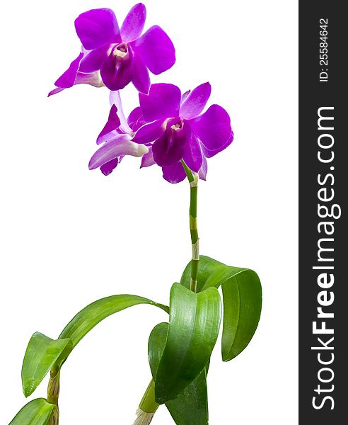 Pink orchid isolate on white background