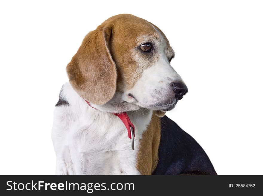 Beagle dog