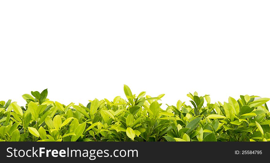 Green leaves on white background