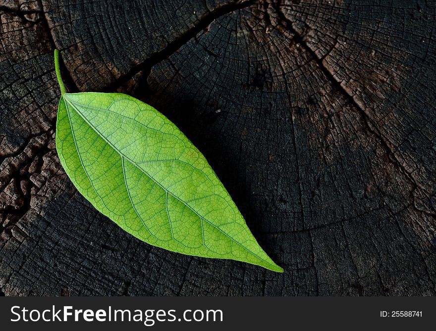 The last leaf on the dry stump,save the world concept.