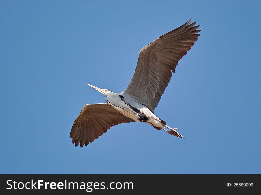 Heron in flight with wings spread