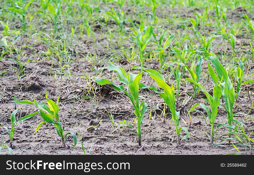 Shoots of corn at the farmer's field