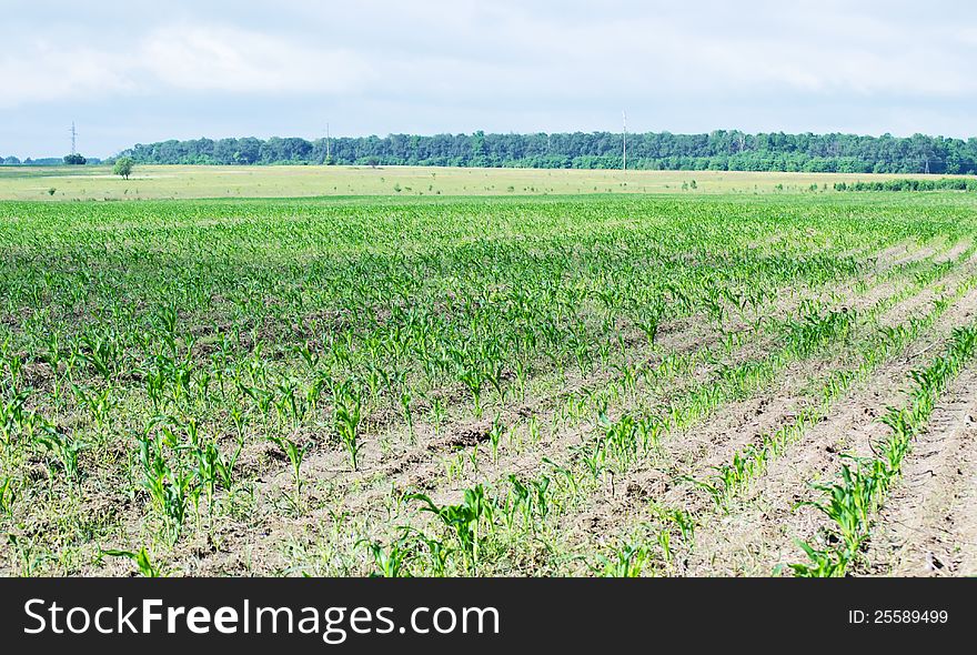 Farm field sown with corn