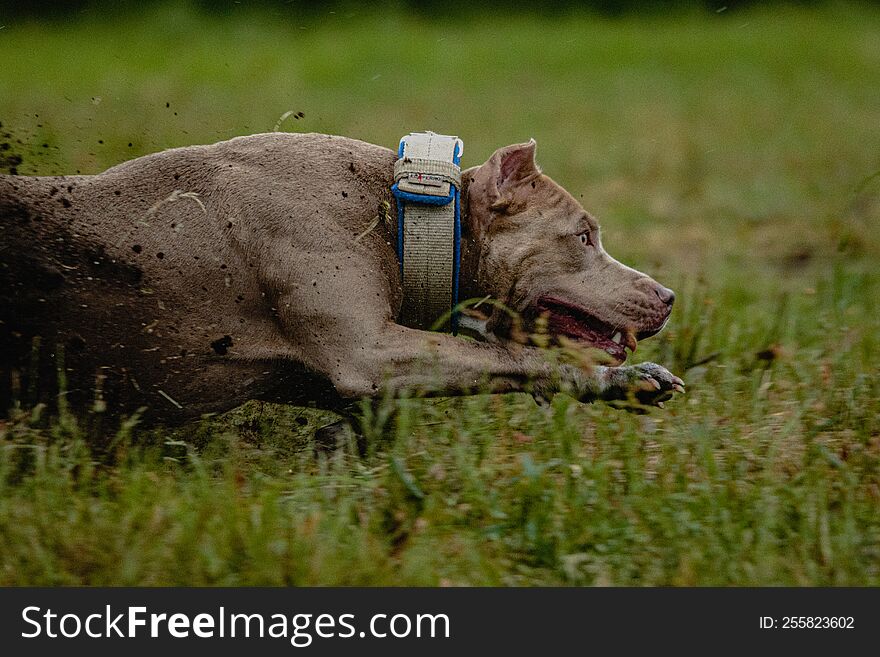Half of body of Pit Bull Terrier in the field at coursing and racing competition