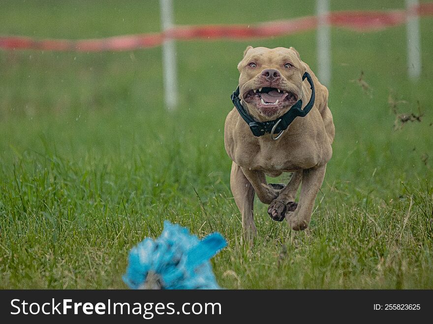 Dog running in green field and chasing lure at full speed on coursing competition straight into camera. Dog running in green field and chasing lure at full speed on coursing competition straight into camera