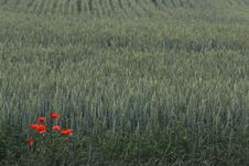 Red Poppies Over Wheat Background Stock Photography Red Poppies Over Wheat Background Stock Photography