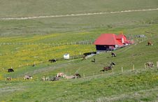 Cow Farm Mountain Royalty Free Stock Photos Cow Farm Mountain Royalty Free Stock Photos