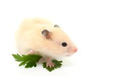 Hamster Royalty Free Stock Image