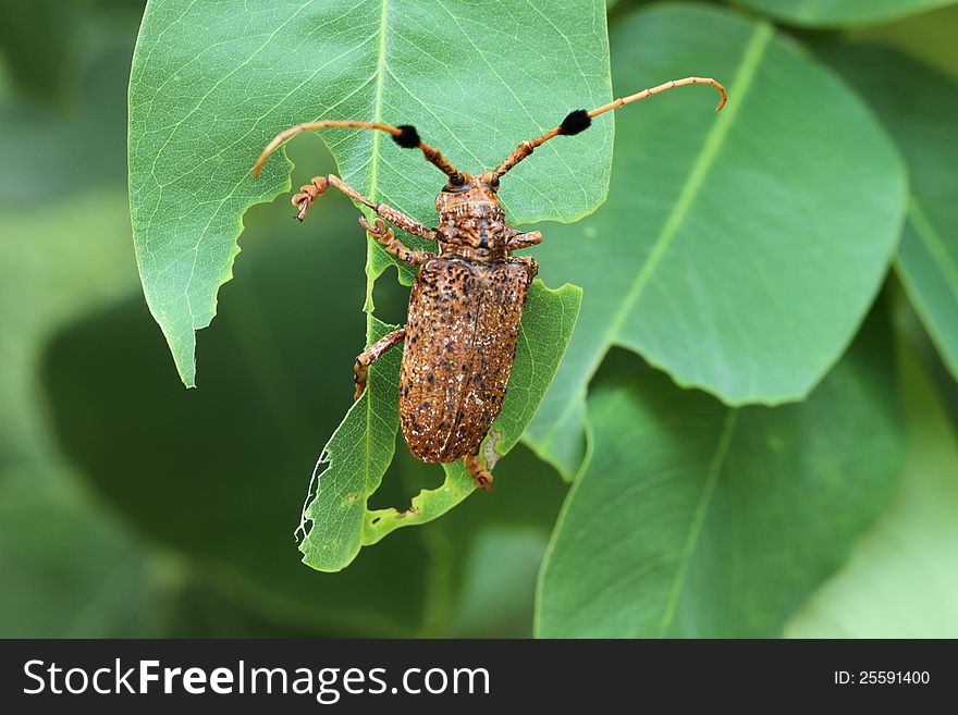 Longhorn beetle isolated on nature  background. Longhorn beetle isolated on nature  background