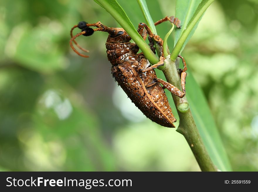 Longhorn beetle  on nature  background. Longhorn beetle  on nature  background