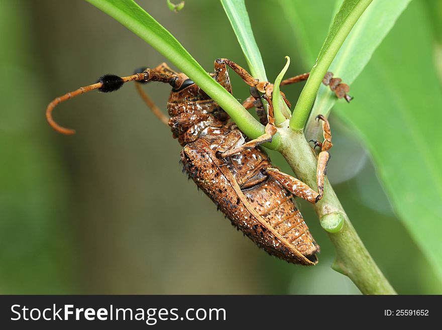 Longhorn beetle on nature background. Longhorn beetle on nature background