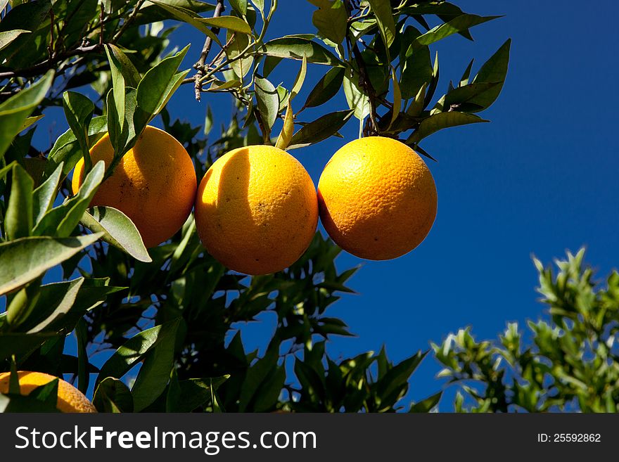 Branch orange tree fruits green leaves in California. Branch orange tree fruits green leaves in California