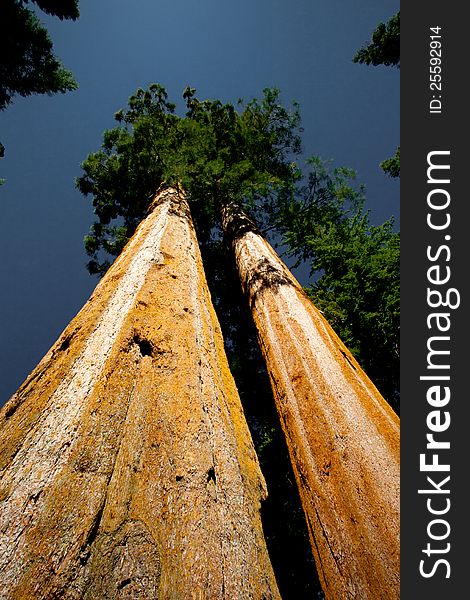 Giant sequoia tree rise against blue sky in California