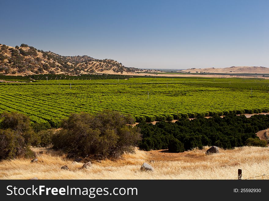 Orange trees plantation in a valley in California