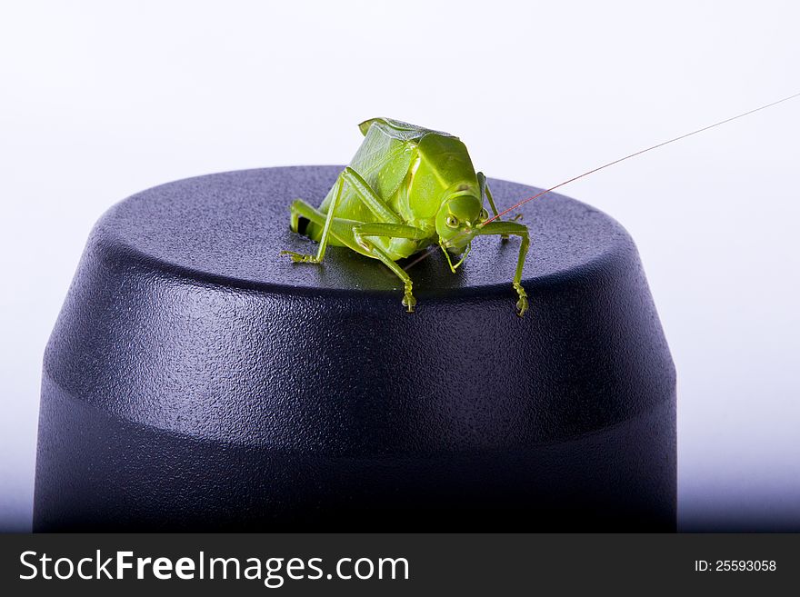 A grasshopper makes its way through a hole