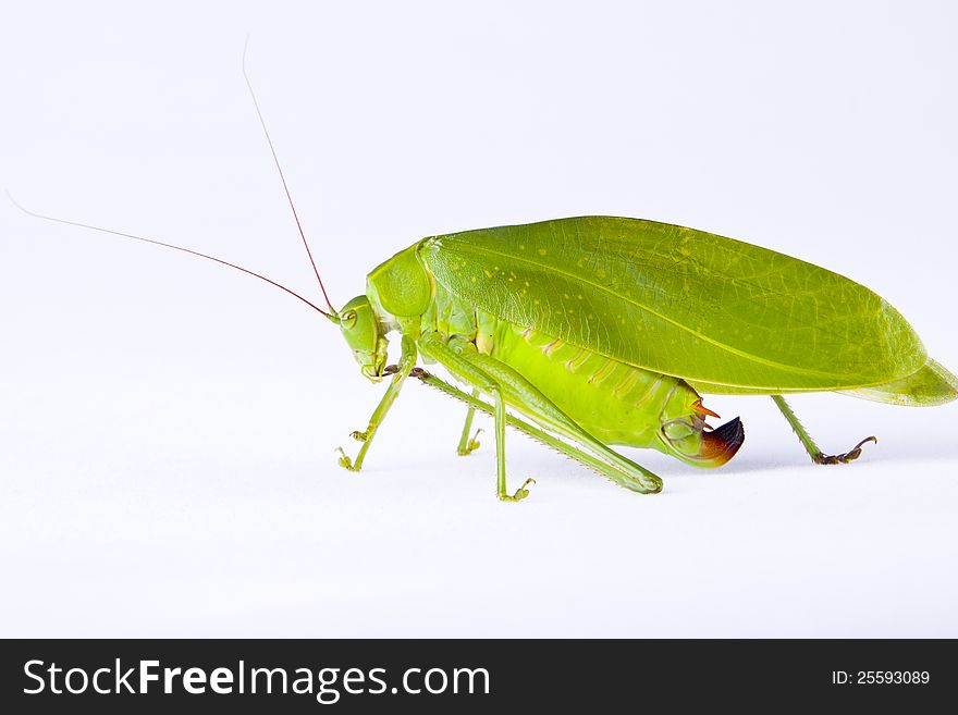 A green grass-eating insect. A green grass-eating insect