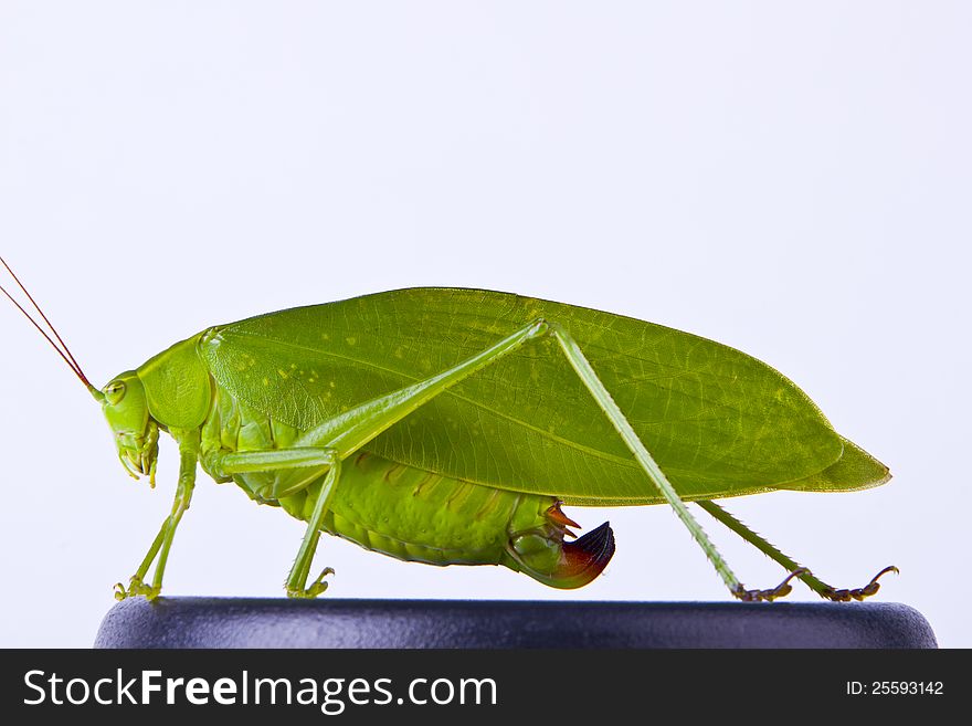 A large green grasshopper clinging on a black box