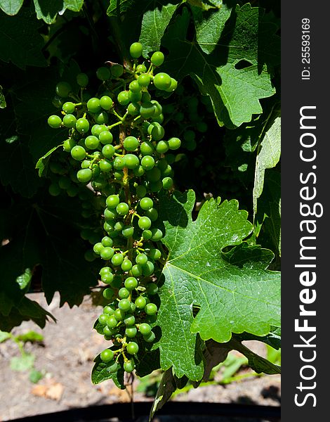 Bunch of green grapes on grapevine in vineyard in Napa Valley California.