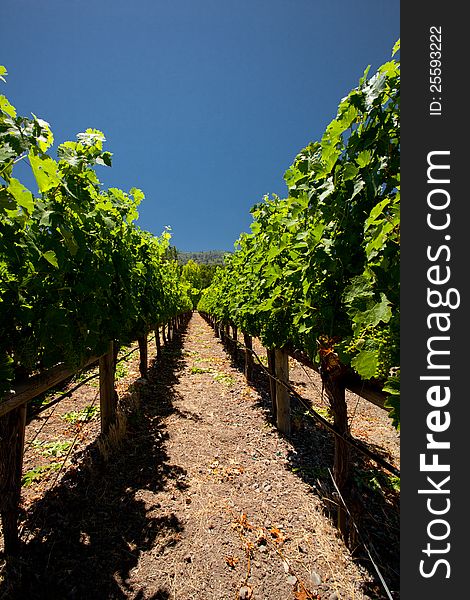 Beautiful rows of grapes in the Napa Valley, California