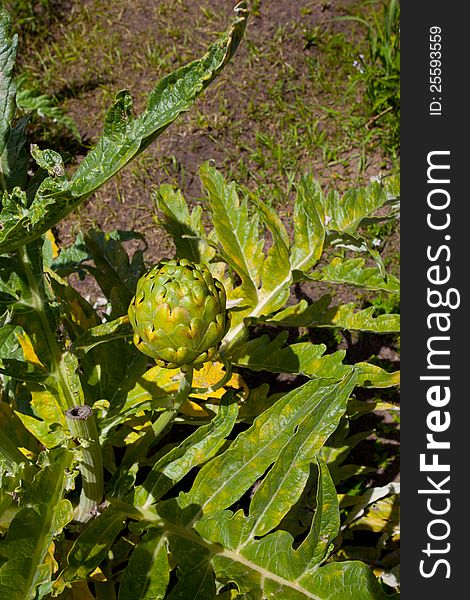 Artichoke ready to be picked up in California