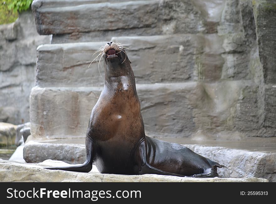 A seal on a rock next at the Vienna zoo