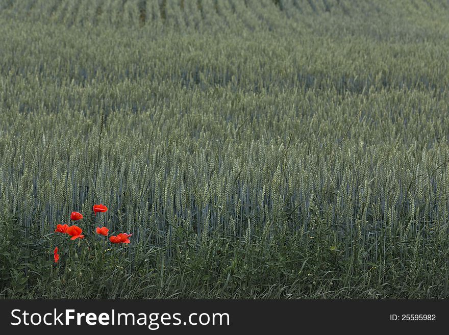 Red Poppies Over Wheat Background