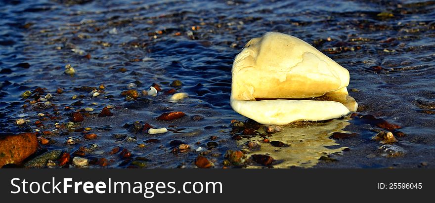 Shell and colorful beach are symbols of happy summer vacation at the Red Sea near Eilat, Israel. Shell and colorful beach are symbols of happy summer vacation at the Red Sea near Eilat, Israel