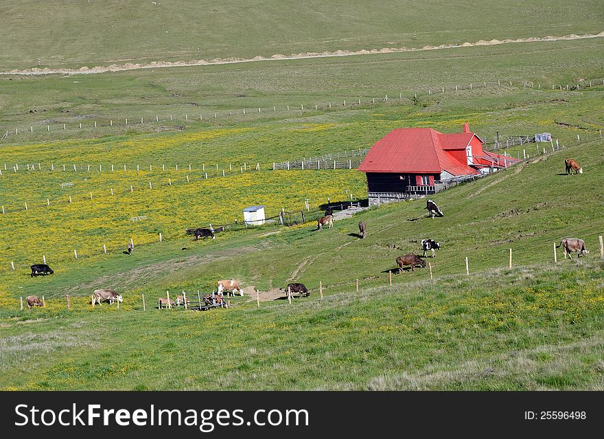 Cow Farm Mountain
