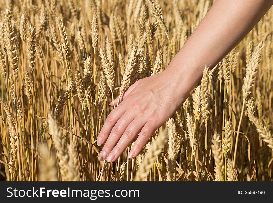 Women's hand in a wheat field at shiny summer day. Women's hand in a wheat field at shiny summer day