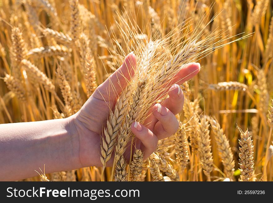 Bunch of wheat in hand at shiny summer day