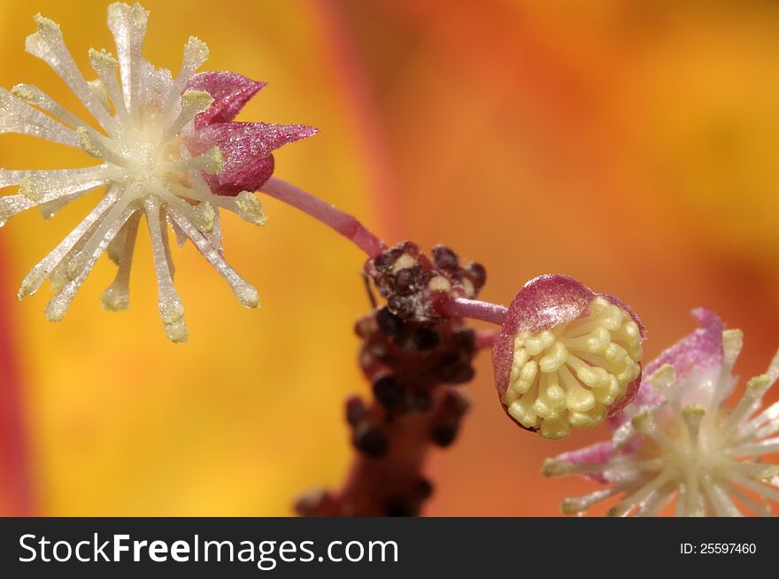 Close shot of croton flower. Close shot of croton flower