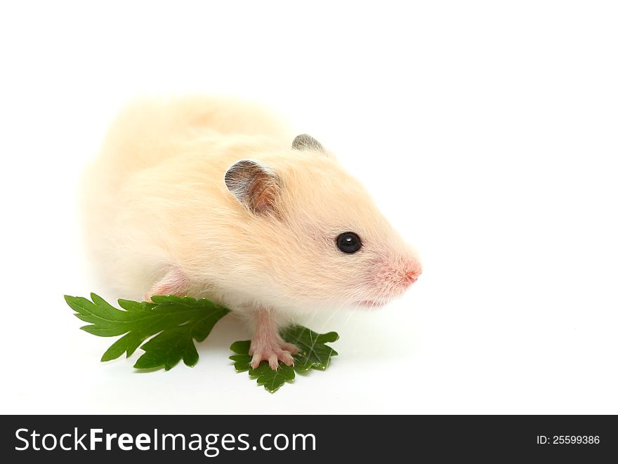 A baby hamster with green parsley leaf on a white background close up