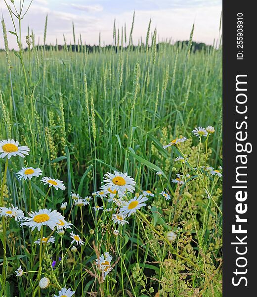 Crop flowers White Green leaves grass