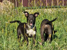 Two Young Australian Kelpie Pups Stock Images