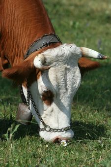 Grazing Cow Stock Photography