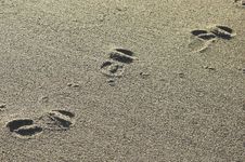 Beach Footprints Royalty Free Stock Photography Beach Footprints Royalty Free Stock Photography